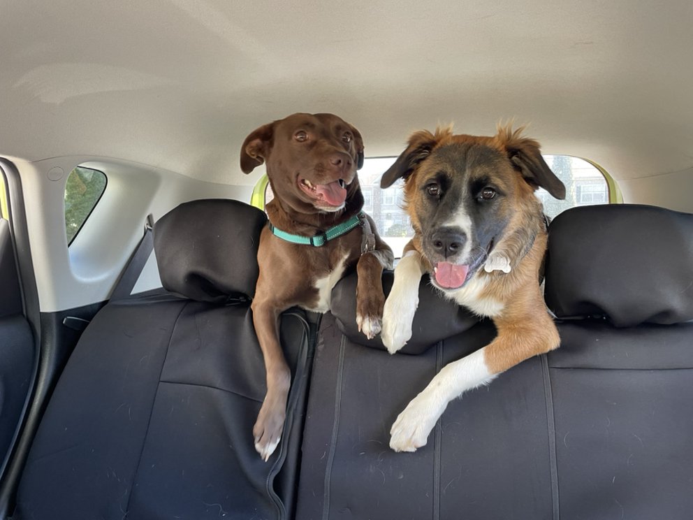 Happy Pup And Play - pet boarding facility in Toney, AL
