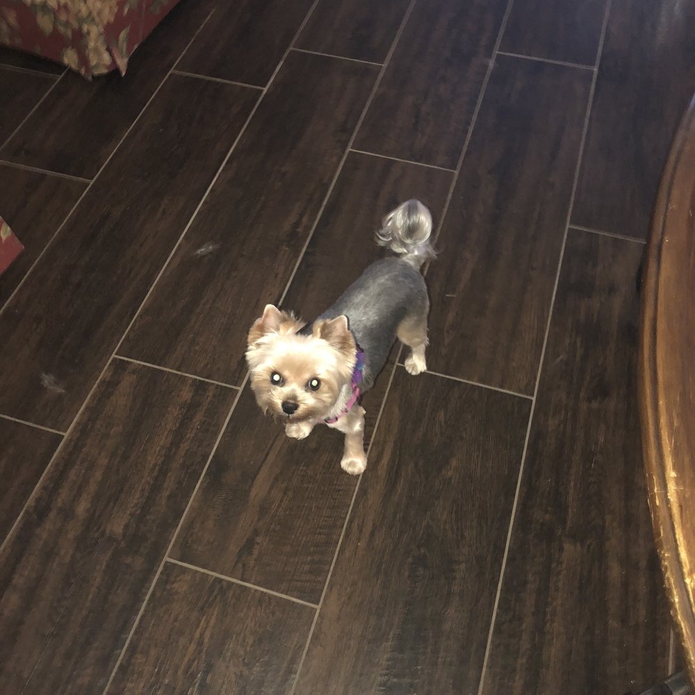 The Glitterati Groomer - Izzy after her professional grooming - Pet Groomers Near Me - Phoenix, Arizona The Glitterati Groomer - Izzy after her professional grooming - Pet Groomers Near Me - Phoenix, Arizona