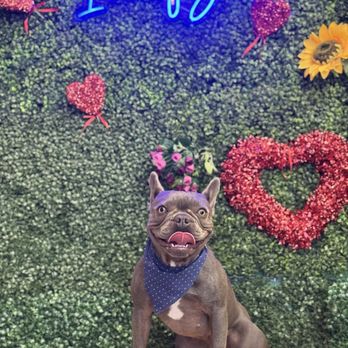 Zeus Barber Pets Spa - Pet Groomers Near Me - San Fernando, California