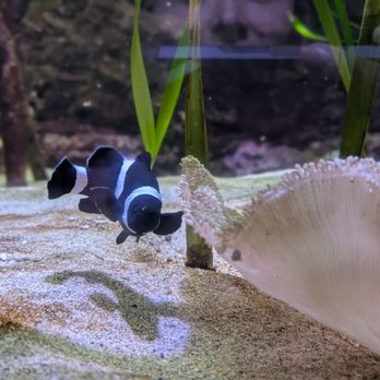 Waikiki Aquarium - Black Nemo - Aquariums Near Me - Honolulu, Hawaii Waikiki Aquarium - Black Nemo - Aquariums Near Me - Honolulu, Hawaii