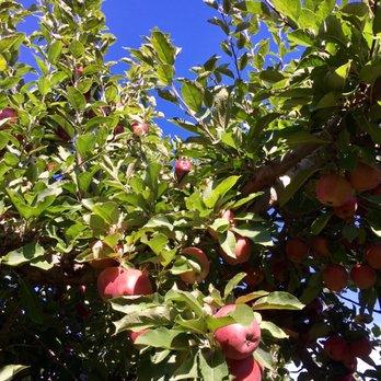Blake's Orchard & Cider Mill - Apple Orchard - Fruits & Veggies Near Me - Armada, Michigan