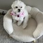 Photo of Yuppie Puppie