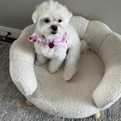 Yuppie Puppie