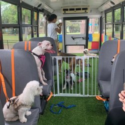 Donnie's World - Doggie bus