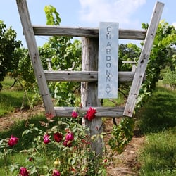 Wine Pro Tours - Chardonnay grapes at Linden Vineyards