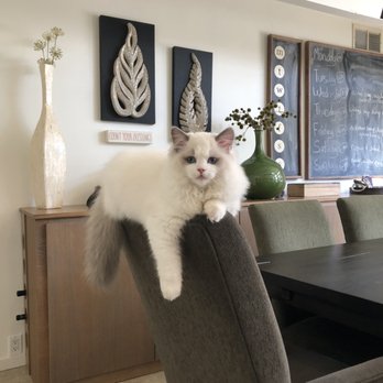 Fur Real Ragdolls - Pet Breeders Near Me Fur Real Ragdolls - Pet Breeders Near Me