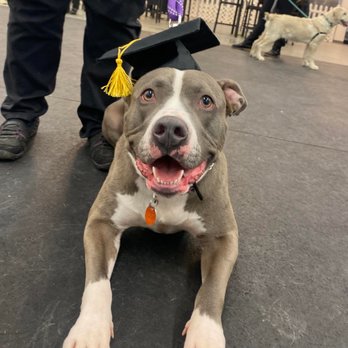 Karma Dog Training - Dog Walkers Near Me - Overland Park, Kansas Karma Dog Training - Dog Walkers Near Me - Overland Park, Kansas