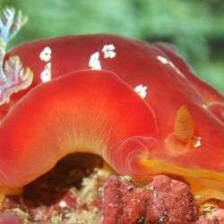 Spanish dancer nudibranch