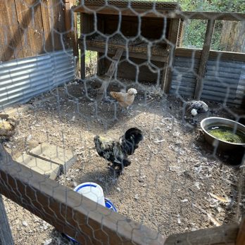 Jean Lafitte Swamp Tour - Chickens - Boat Tours Near Me - Marrero, Louisiana