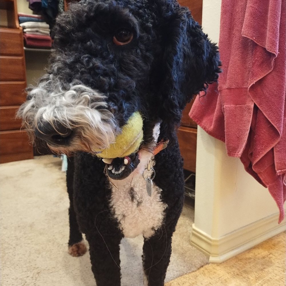 Executive Canine Services - Dog Walkers Near Me - Arroyo Grande, California Executive Canine Services - Dog Walkers Near Me - Arroyo Grande, California