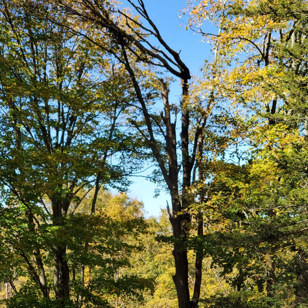 Paradise Landscaping & Tree Removal - Landscaping Near Me - Hamden, Connecticut Paradise Landscaping & Tree Removal - Landscaping Near Me - Hamden, Connecticut