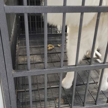 Poconos Barking Lot - Pet Groomers Near Me - Sciota, Pennsylvania