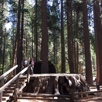 Calaveras Big Trees State Park - The Discovery Tree - Parks Near Me - Arnold, California Calaveras Big Trees State Park - The Discovery Tree - Parks Near Me - Arnold, California