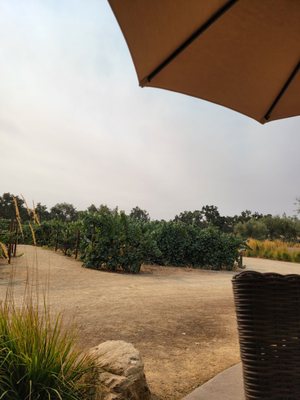 Rava Wines by null