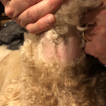 Classy Cuts Pet Salon - Pet Groomers Near Me - Keller, Texas
