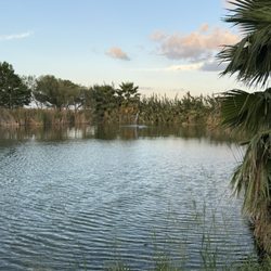 Lazy Palms Ranch