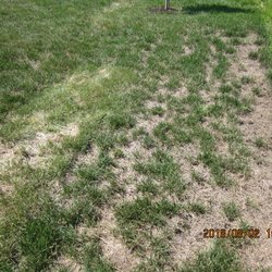 J M C Landscape Company - Clump grass