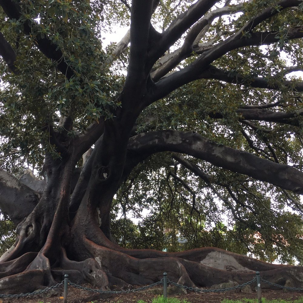 Moreton Bay Fig Tree Park - Really big tree - Parks Near Me - Santa Barbara, California Moreton Bay Fig Tree Park - Really big tree - Parks Near Me - Santa Barbara, California