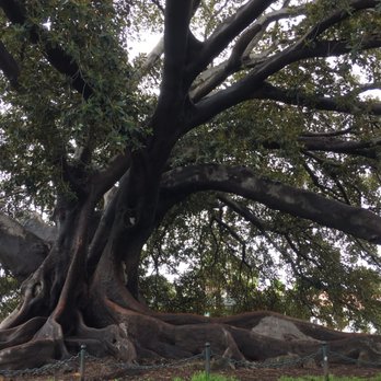 Moreton Bay Fig Tree Park - Really big tree - Parks Near Me - Santa Barbara, California Moreton Bay Fig Tree Park - Really big tree - Parks Near Me - Santa Barbara, California