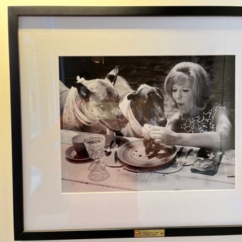 Modern Animal Studio City - Fun dog art! - Veterinarians Near Me - Los Angeles, California Modern Animal Studio City - Fun dog art! - Veterinarians Near Me - Los Angeles, California