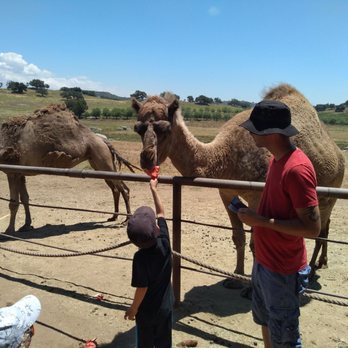 Oasis Camel Dairy - Feeding camels watermelon - Attraction Farms Near Me - Ramona, California Oasis Camel Dairy - Feeding camels watermelon - Attraction Farms Near Me - Ramona, California