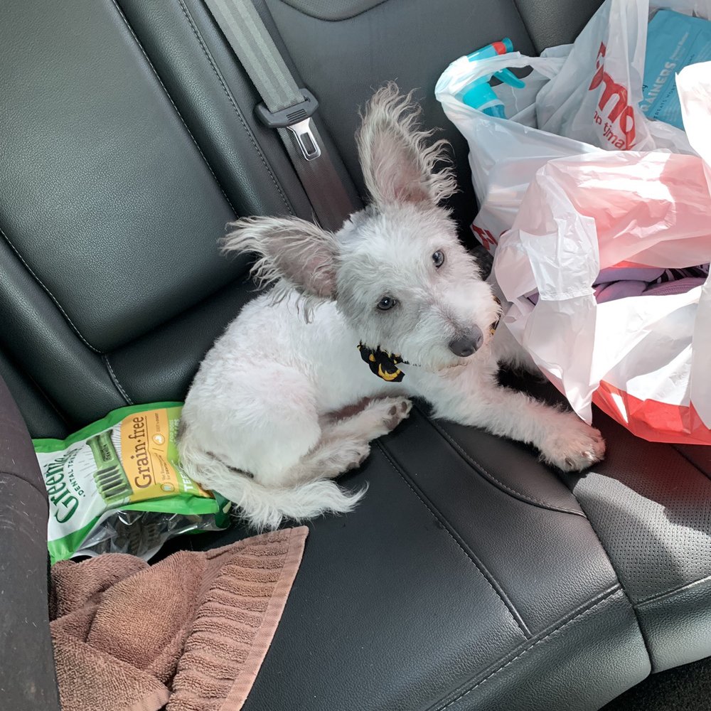Resa's K-9 Salon - Spoiled girl! - Pet Groomers Near Me - Lubbock, Texas Resa's K-9 Salon - Spoiled girl! - Pet Groomers Near Me - Lubbock, Texas