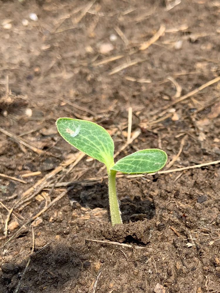 Ridemore Ranch and Berry Farm - equestrian in Covington, LA