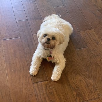 Pam Pampers Pets - Little Kali loves the sound of her own voice! - Dog Walkers Near Me Pam Pampers Pets - Little Kali loves the sound of her own voice! - Dog Walkers Near Me