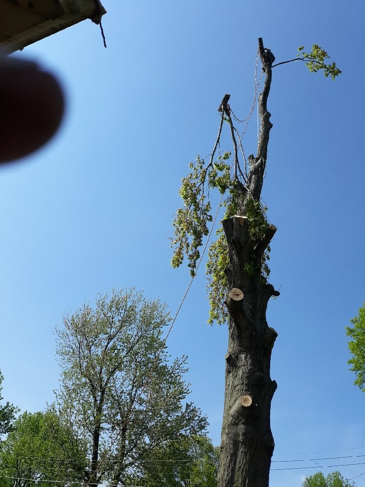 Pro Results Lawn & Tree Service - tree service in Springfield, MO