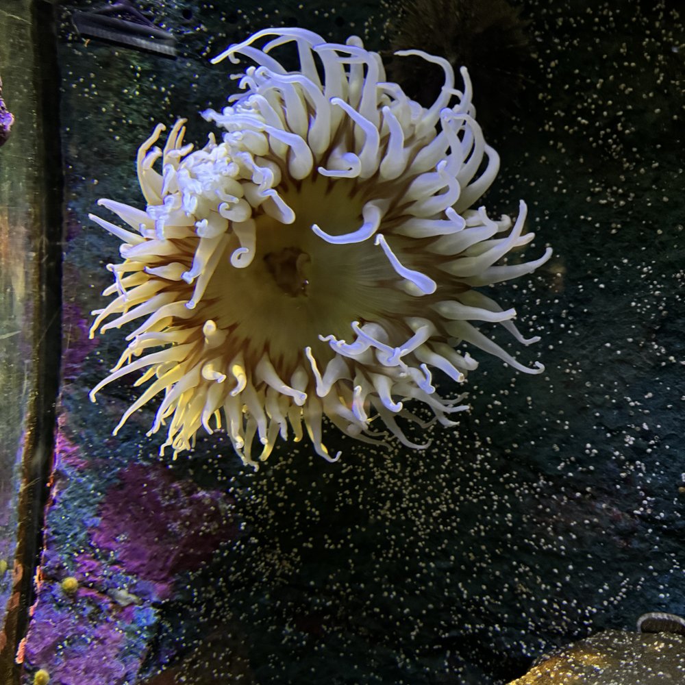 Seattle Aquarium - Aquariums Near Me - Seattle, Washington Seattle Aquarium - Aquariums Near Me - Seattle, Washington