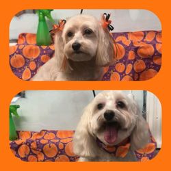 sassy mobile dog grooming