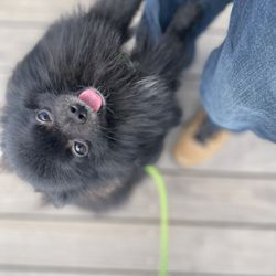 Happy Pants - Love playing with my dog walker James!