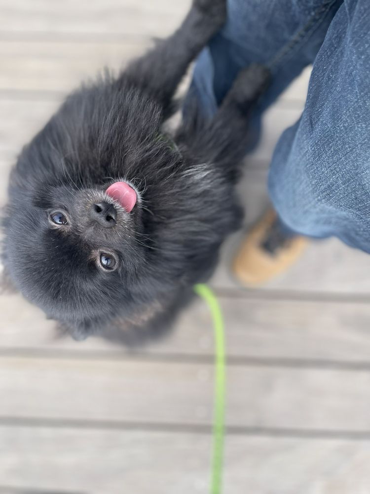 Happy Pants - pet boarding facility in Manhattan, NY