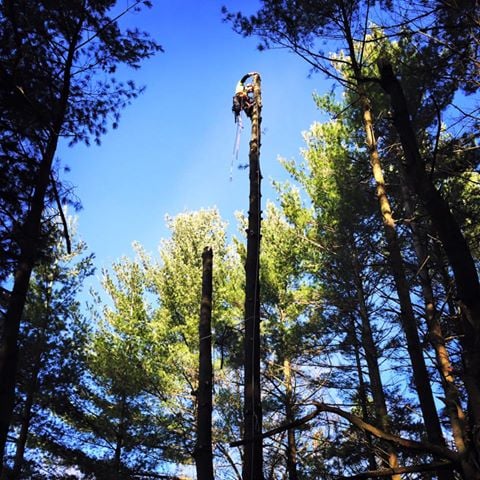 O'Neil Tree Service - tree service in Caledonia, MI