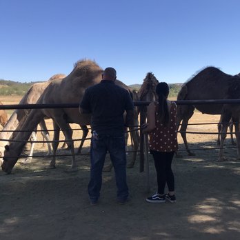 Oasis Camel Dairy - Attraction Farms Near Me - Ramona, California Oasis Camel Dairy - Attraction Farms Near Me - Ramona, California