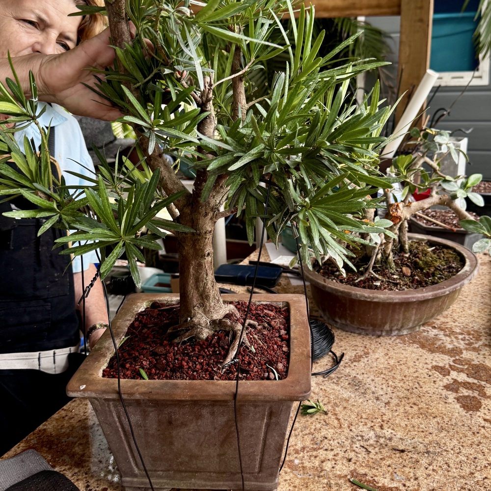 big indoor pots for plants ZZ Plant - Large (2-3' tall) Cement Grey Planter main image 1