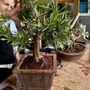 Photo of Zensations Garden