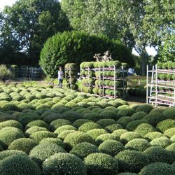 Verdonk Bolchrysanten