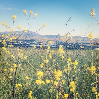 Bishop Ranch Regional Preserve - Wildflowers were out - Hiking Near Me