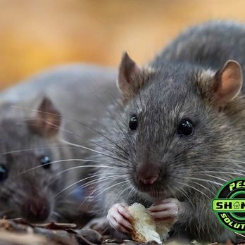 Shane's Pest Solutions - Wildlife Control Near Me - Senoia, Georgia Shane's Pest Solutions - Wildlife Control Near Me - Senoia, Georgia