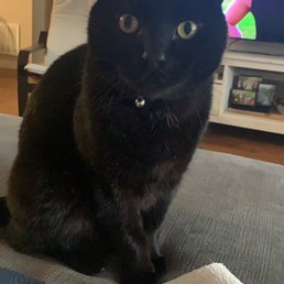 Cat Visit Cat Visit