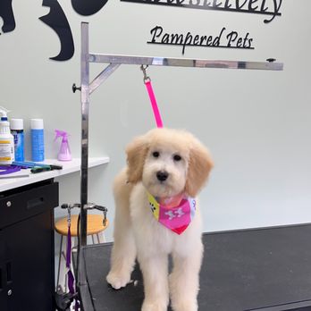 Pawsitively Pampered Pets - Pet Groomers Near Me - Cleveland, Georgia Pawsitively Pampered Pets - Pet Groomers Near Me - Cleveland, Georgia