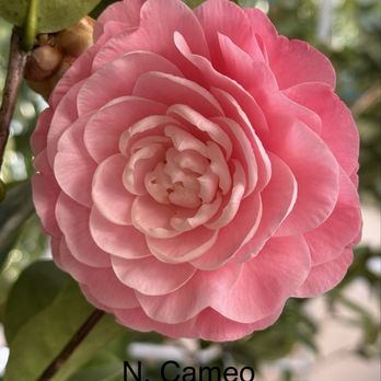 Nuccio's Nurseries - Nuccio's Cameo - Nurseries & Gardening Near Me - Altadena, California