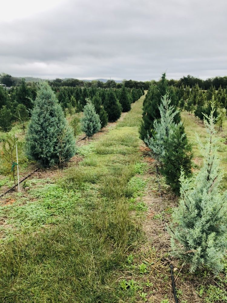 PIPE CREEK CHRISTMAS TREE FARM Updated August 2024 31 Photos & 21