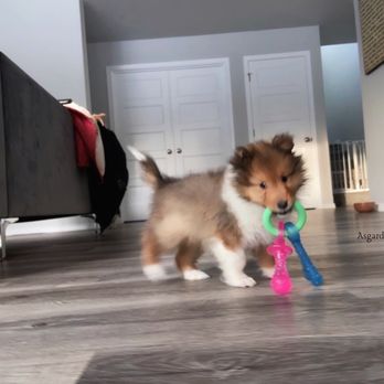 Asgard Shelties - Pet Breeders Near Me
