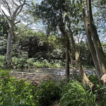 Ali'i Kayaks - View from trail. - Tours Near Me - Kapaa, Hawaii Ali'i Kayaks - View from trail. - Tours Near Me - Kapaa, Hawaii