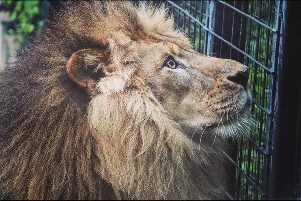 Caldwell Zoo by null
