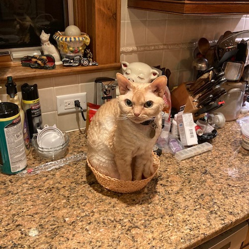 Taz, November, 2021