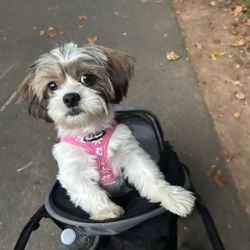 Georgia Puppies Online - Spoiled
