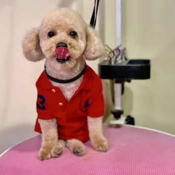 The Furry Club - Marly - Pet Groomers Near Me - Brooklyn, New York The Furry Club - Marly - Pet Groomers Near Me - Brooklyn, New York